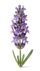 Obraz premium lavender flower isolated on white background