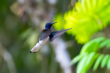 Naklejka premium A small black-throated mango hummingbird in flight against a blurry green forest background