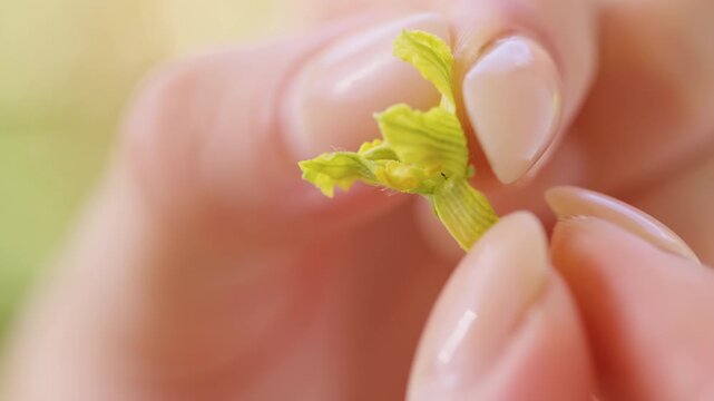 Close Up of Fingers Preparing a Male Watermelon Flower by Removing Petals to Expose Pollen for Manual Pollination And Better Fruit Set