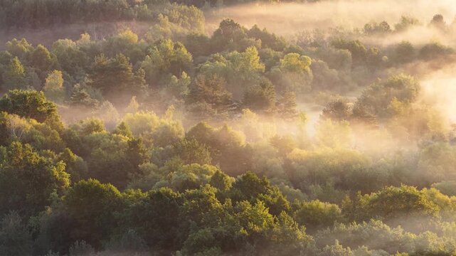 Foggy morning over the forest aerial shot	