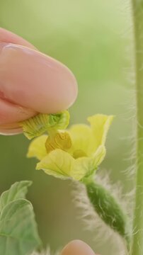 Close Up of a Hand Pollinating a Female Watermelon Flower with a Prepared Male Blossom, Transferring Pollen for Fertilization And Early Fruit Development Vertical video.