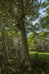 Fototapeta premium Evergreen beech forest near foot of Andes mountains, Patagonia, Argentina, South America, chile