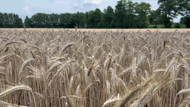 Close up of mature rye ears moving naturally in wind across dense cereal field