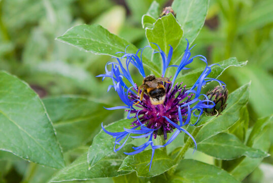 Bumblebee covered in pollen collecting nectar on blue mountain cornflower