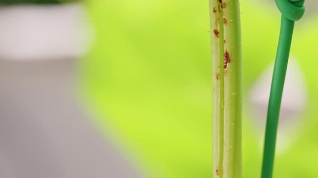 Detailed Macro of a Cracked Main Stem on a Melon Vine with Brown Spots And Sap, Highlighting Plant Injury, Structural Stress And Cultivation Problems