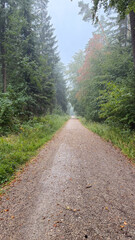 Fototapeta premium Rainy Forest Path Through a Green Woodland
