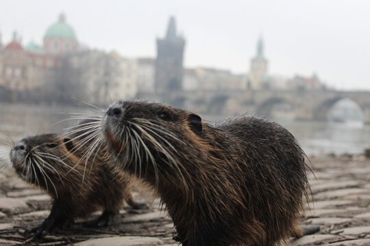 Close up of a nutria (coypu), also known as the "beavers", along the Vltava river, next to the Charles Bridge in Prague, Czechia 