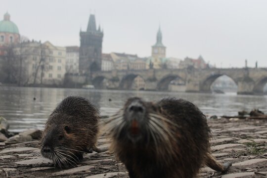 Nutria (coypu), also known as the "beavers", along the Vltava river, next to the Charles Bridge in Prague, Czechia 