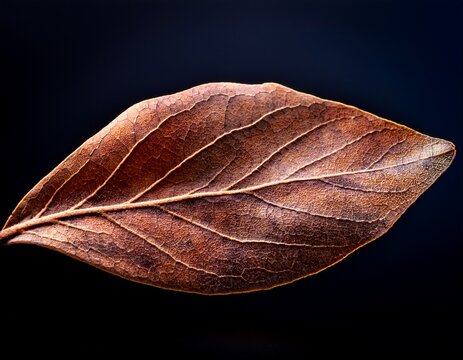 dried blueberry leaf smooth surface close up