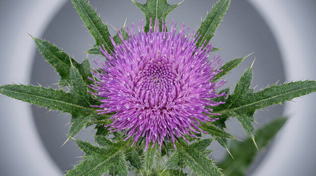 A close-up view of a vibrant purple canada thistle icon featuring sharp green serrated leaves isolated against a soft-focus circular gray background.