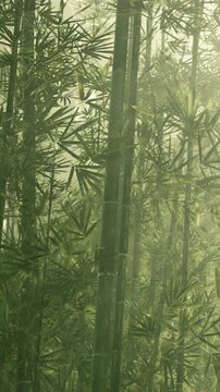 Sunlight enters a bamboo forest in the morning. Tall bamboo stalks stand close together. The leaves form a green canopy. Gentle light creates a soft glow in the space.
