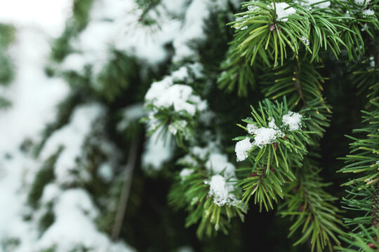 Real green spruce branches in a winter forest texture. Pairs with a botanical greeting card background template and christmas holiday aesthetic with copy space in dark green tones.