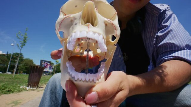 A student demonstrates the movable jaw of a human skull model with teeth. The detailed anatomical skull is shown outdoors under a clear blue sky.