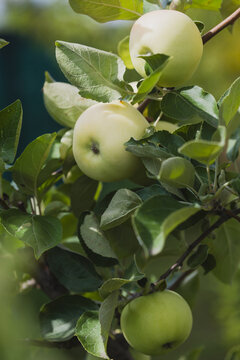 Apple tree branch with green apples.