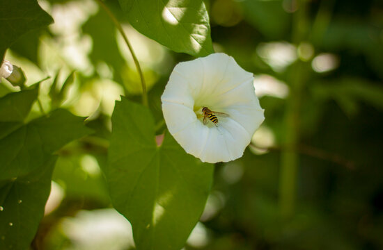 Hoverfly collecting nectar inside white hedge bindweed flower core
