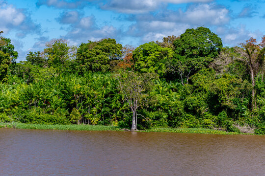 Lush Amazonian rainforest and palm trees along the muddy riverbank under cloudy blue sky, Para, Brazil