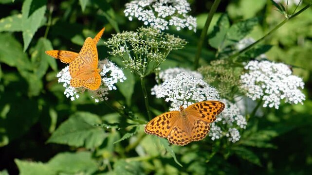 Video of Argynnis butterflies sit on ground elder or Aegopodium podagraria flowers.