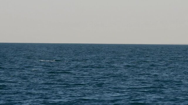 Majestic humpback whales spotted on Exmouth tour surrounded by turquoise waters