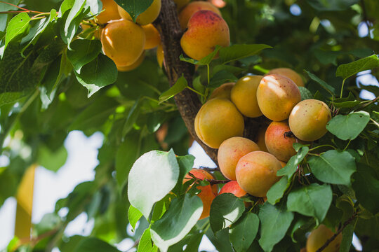Fresh ripe apricots growing on a summer fruit tree
