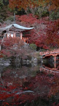 Fall travel in Kyoto, Japan, panning shot showing vibrant maple trees surrounding historic Buddhist temple in autumn season. 