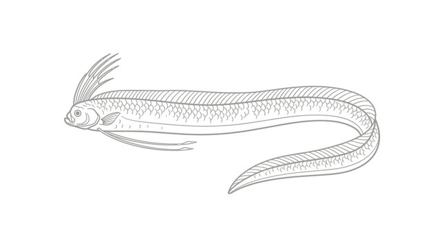 Deep sea oarfish vector illustration.
