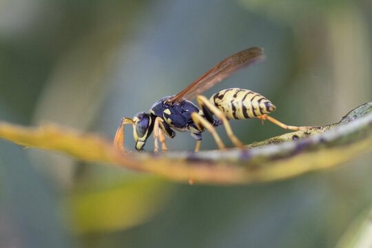 Yellowjacket wasp insect resting on green leaf