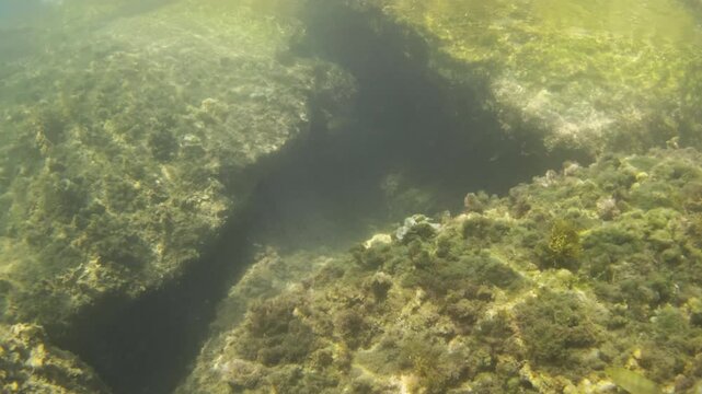 Underwater view of rocks covered by algae and seaweed on the ocean floor, forming interesting patterns and textures