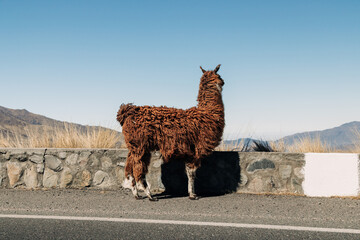 Naklejka premium Llama standing on provincial route 307 in the andes mountains of tucumán, argentina, looking over the vast arid landscape during winter