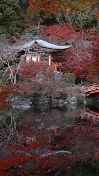 Fall travel in Kyoto, Japan, locked-off shot showing vibrant maple trees surrounding historic Buddhist temple in autumn season. 
