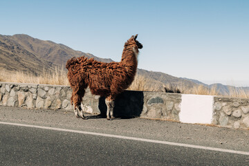 Naklejka premium Llama standing on provincial route 307 in the andes mountains, observing the scenic winter landscape of tucumán, argentina, portraying wildlife and travel