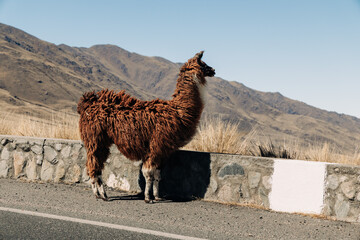 Naklejka premium Llama walking on the edge of provincial route 307 (rp307) in argentina. With dry mountains and sparse vegetation under a clear blue sky