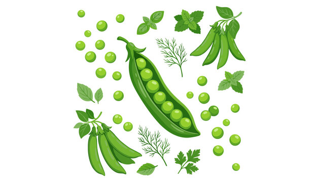 Fresh green peas vector illustration set with pods loose seeds dill parsley mint and basil