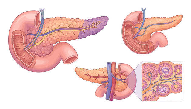 Human pancreas anatomy vector medical infographic illustration chart showing pancreatic duct duodenum gallbladder and cells