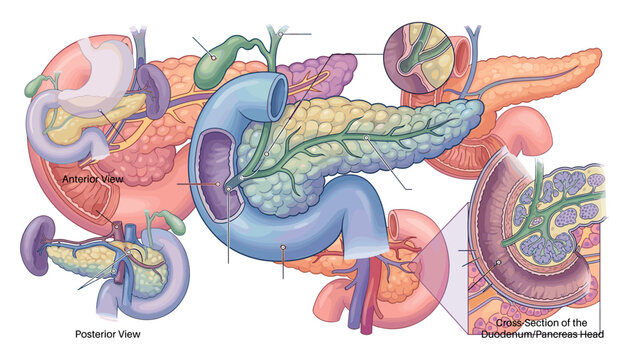 Human pancreas anatomy medical vector infographic with anterior posterior views gallbladder duodenum and cross section diagram