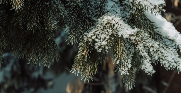 Snow-covered evergreen branch in dark winter forest, natural Christmas background.