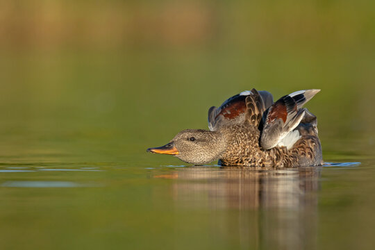 Male Gadwall (Mareca strepera) preening and stretching wings low on the water surface. Low-angle profile view, warm morning light, smooth green background bokeh, and subtle reflection.