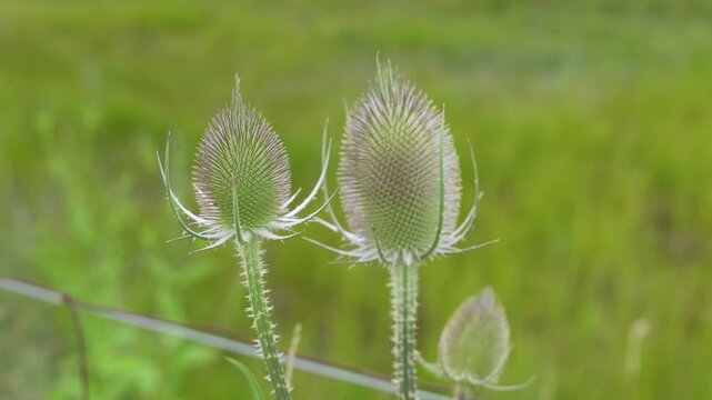 Wild teasel green spiky flower heads swaying