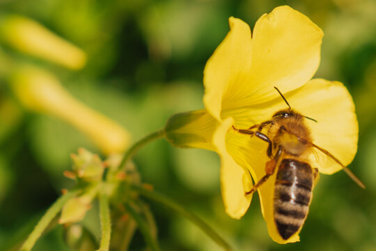 Organic honey production concept with bee on yellow wildflower. Honeybee gathering nectar
