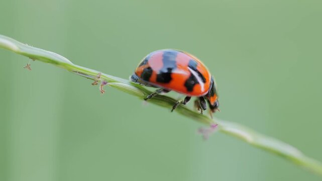 Close-up macro footage of a colorful ladybug (ladybird beetle) crawling on the tip of a grass blade in a natural garden setting.	