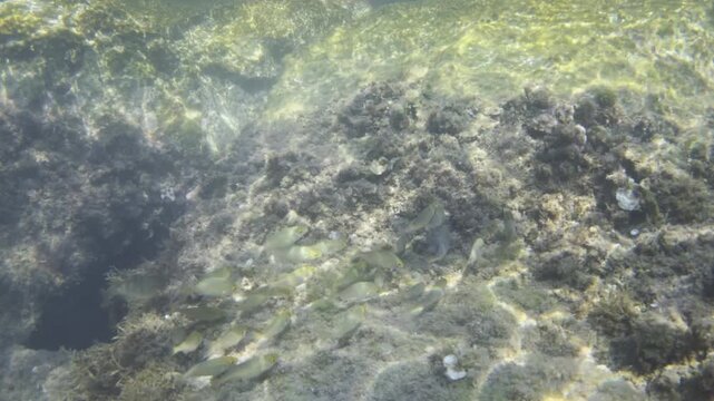 Small yellow tailed fish forming a school, swimming underwater near the Mediterranean rocky seabed covered in algae and marine growth