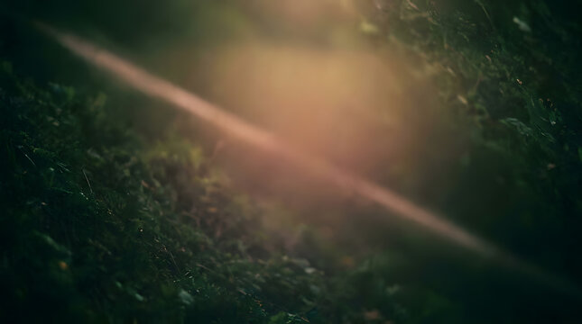 sunlight beam hitting forest moss | atmospheric nature background with bokeh | cinematic soft focus forest floor | warm light ray in dark green foliage