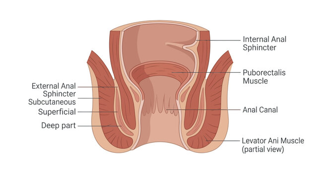 Detailed anatomical diagram of the human anal sphincter and surrounding muscles.