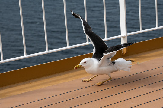 M&ouml;we beim Start