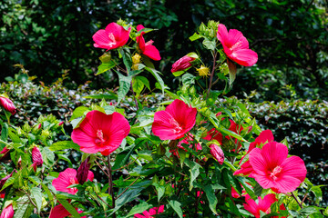 Red hibiscuses moscheutos flowers blooming in summer in the garden. © billyfam