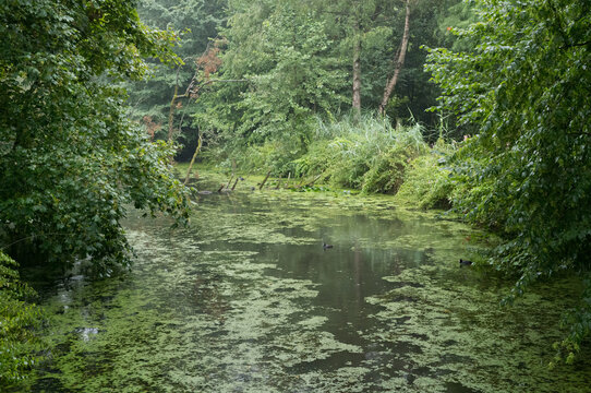 Sunlight filters through trees over a still pond in a wooded area during midday