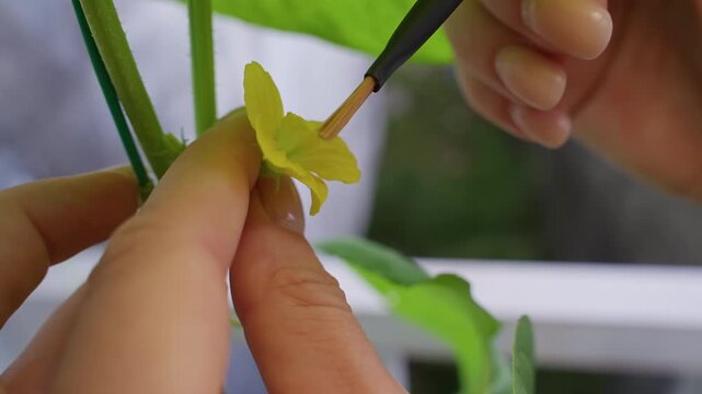Hands Pollinate a Yellow Melon Flower with a Fine Brush on a Supported Garden Plant, Showing Care and Food Growing
