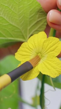 Hand Pollinating a Yellow Melon Flower with a Brush, Close View of Vine Leaves Supporting Home Gardening and Plant Care Vertical video.