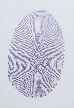 Fingerprint identification and biometric security, purple thumbprint on white paper for privacy and access control