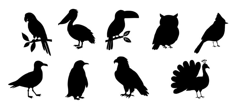Silhouettes of birds in various poses. Birds stand, perch, or spread wings against plain white. Each bird has distinct features: parrot, pelican, toucan, owl. Feathers, beaks, and feet clearly shaped