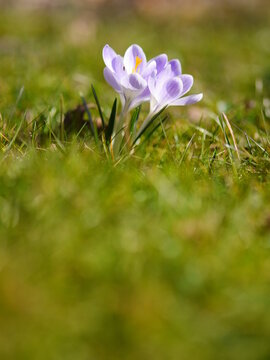 Single purple flower is in the grass